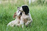 SETTER ANGLAIS 255